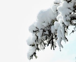 Winter Weather Tree Tips