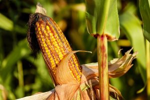 Corn Growth Stages and Influence on Yield 