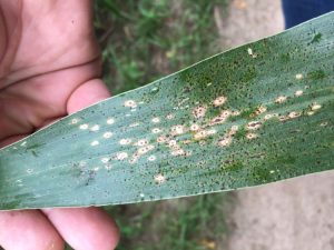 Tar Spot in Corn