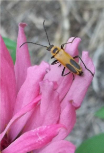 Soldier Beetles in the Garden