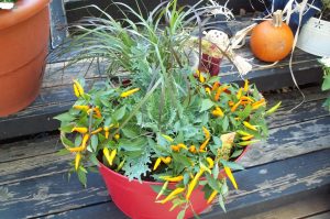 Add a Touch of Autumn Splendor to Garden Containers