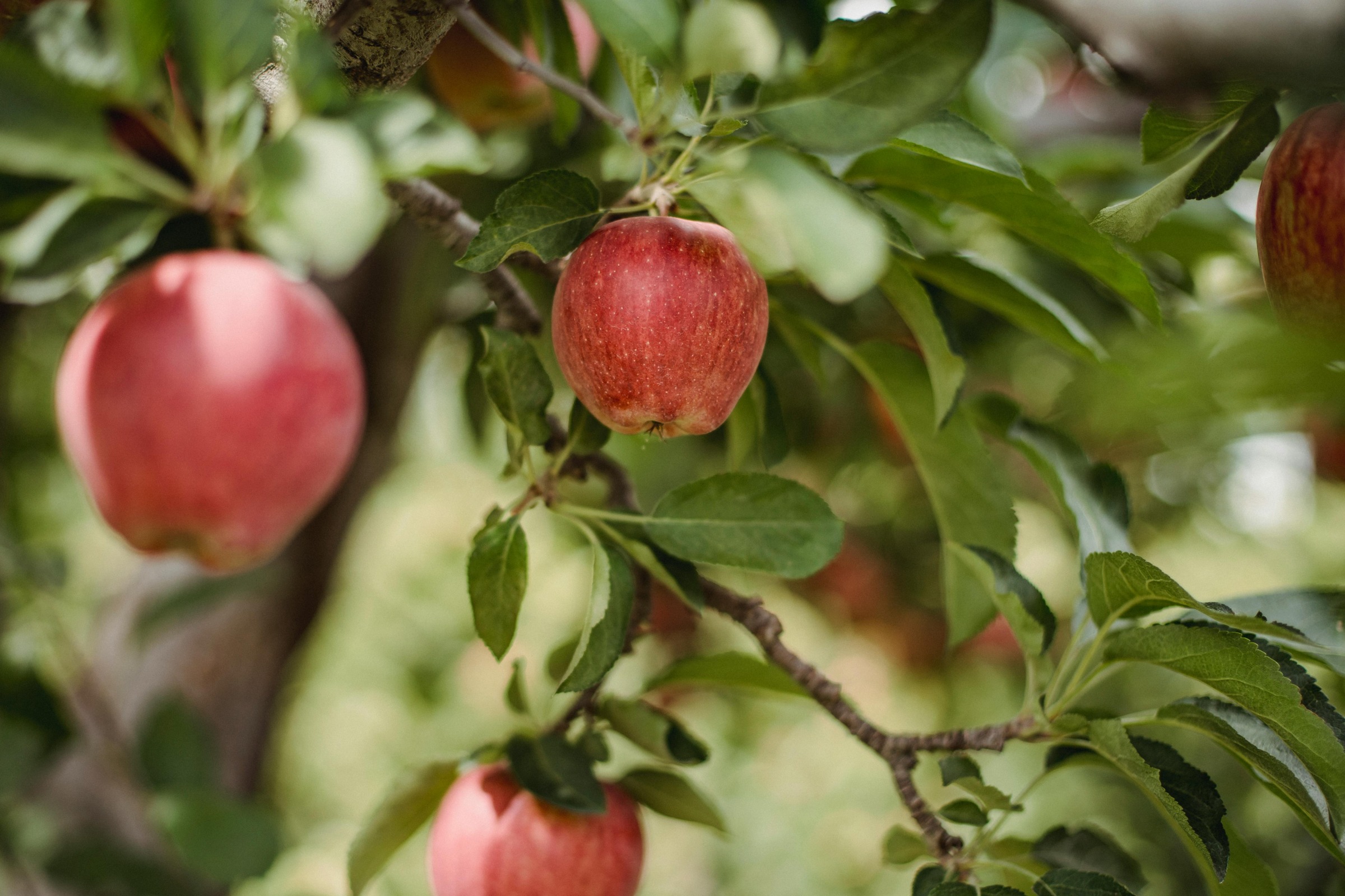 Photo of Apple Tree