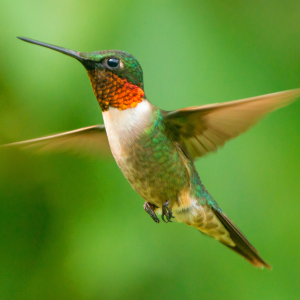 Ruby-Throated Hummingbirds: The small jewels of the sky!