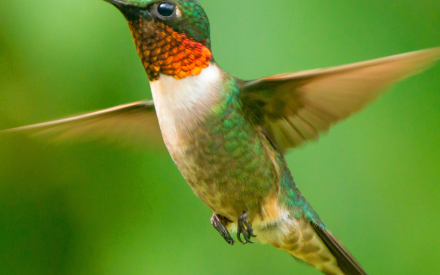 Ruby-Throated Hummingbirds: The small jewels of the sky!