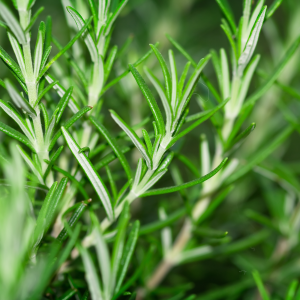 Herb Corner: Rosemary, a favorite herb