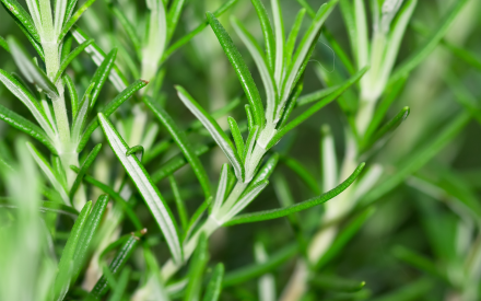 Herb Corner: Rosemary, a favorite herb