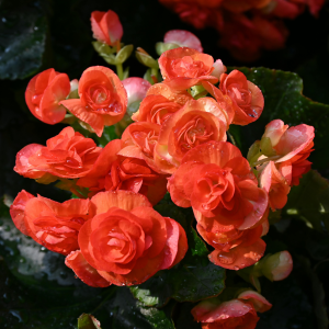 Gardening in the Shade: Don’t be afraid of the dark